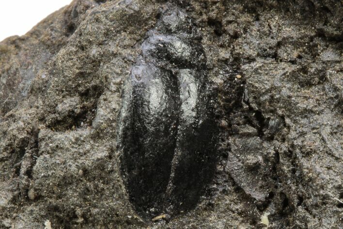 Pleistocene Fossil Beetle (Tropisternus) - LaBrea Formation #212191